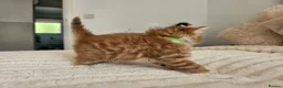 Mixed Breed cats for sale: Beautiful Kittens Looking For Their Forever Homes. - Advert 13