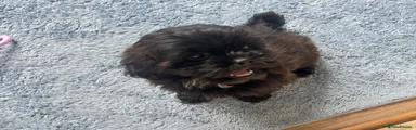 Shih poo puppy