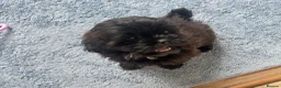 Shihpoo dogs for sale: Imperial Shihpoo Female Puppy in Eye - Advert 3