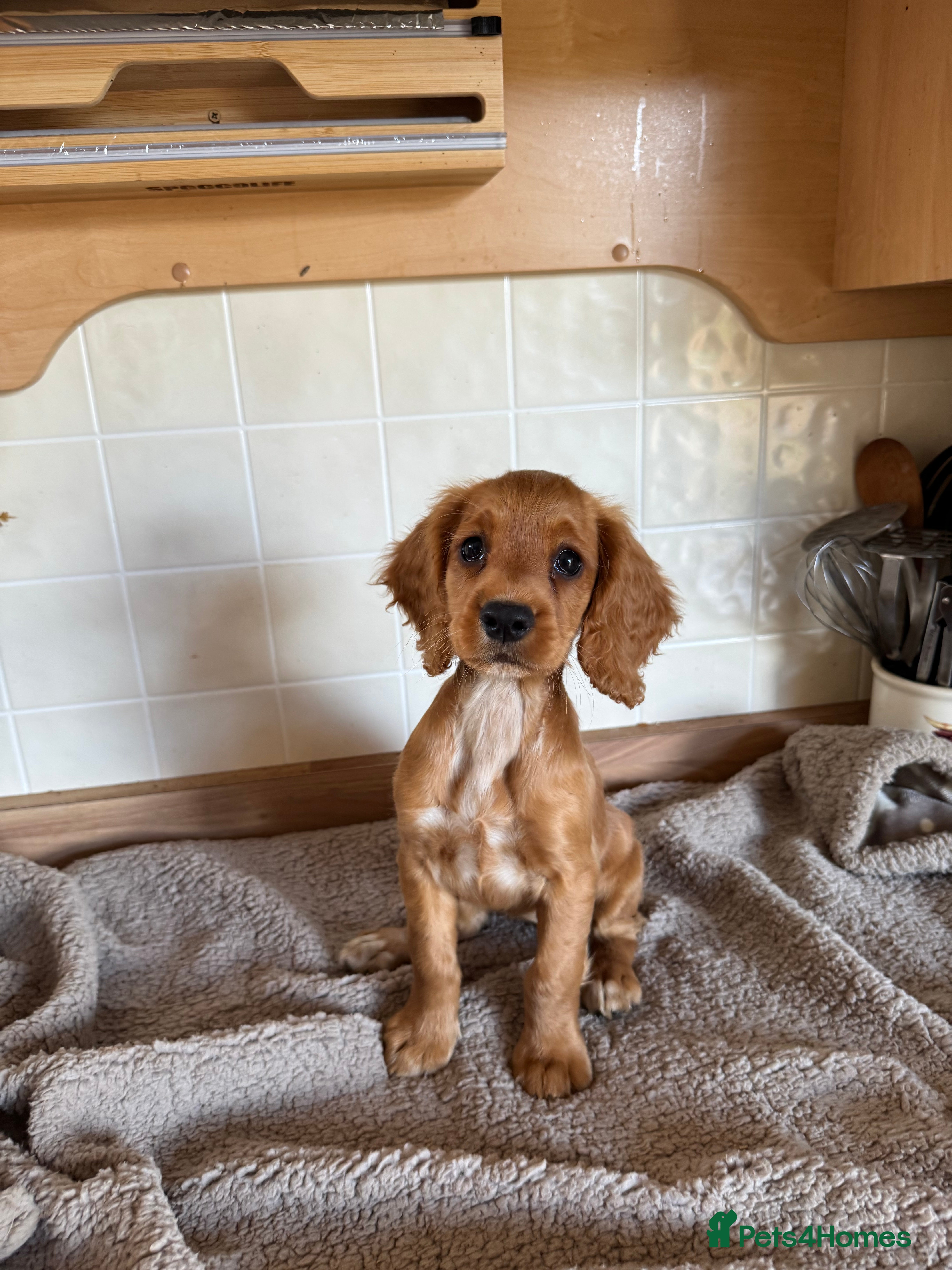 Cocker Spaniel dogs KC registered English Working Cocker Spaniels - Advert 2