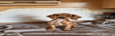 Cocker Spaniel 4