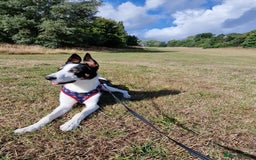 Border Collie dogs for stud: Exceptional Border Collie/Smooth collie For Stud - Advert 3