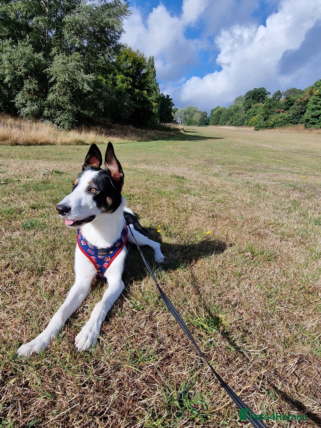 Border Collie dogs for stud: Exceptional Border Collie/Smooth collie For Stud - Advert 3