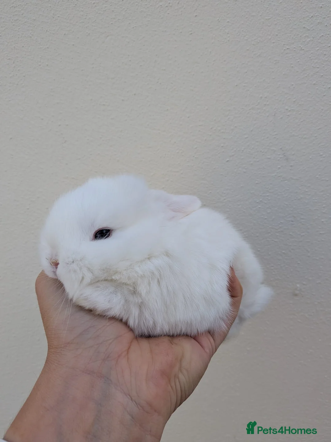 Mini Lop rabbits for sale: Purebred BEW minilop buck avail to reserve - Advert 4