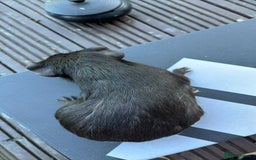 Guinea Pig rodents for sale: Female guinea pigs - Image 4
