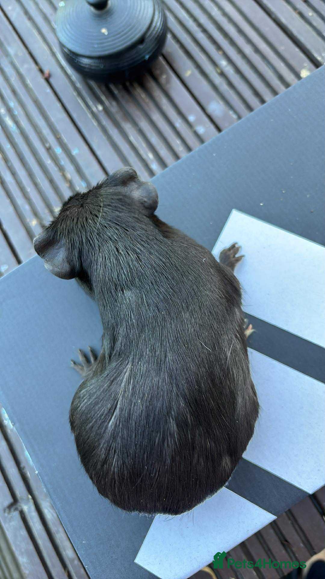 Guinea Pig rodents for sale: Female guinea pigs - Image 4