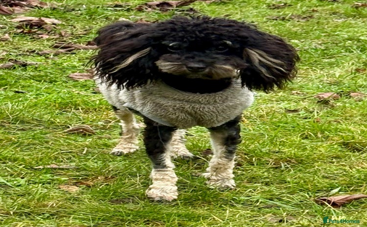 Miniature Poodle dogs Lucy: The Little Poodle  - Advert 1