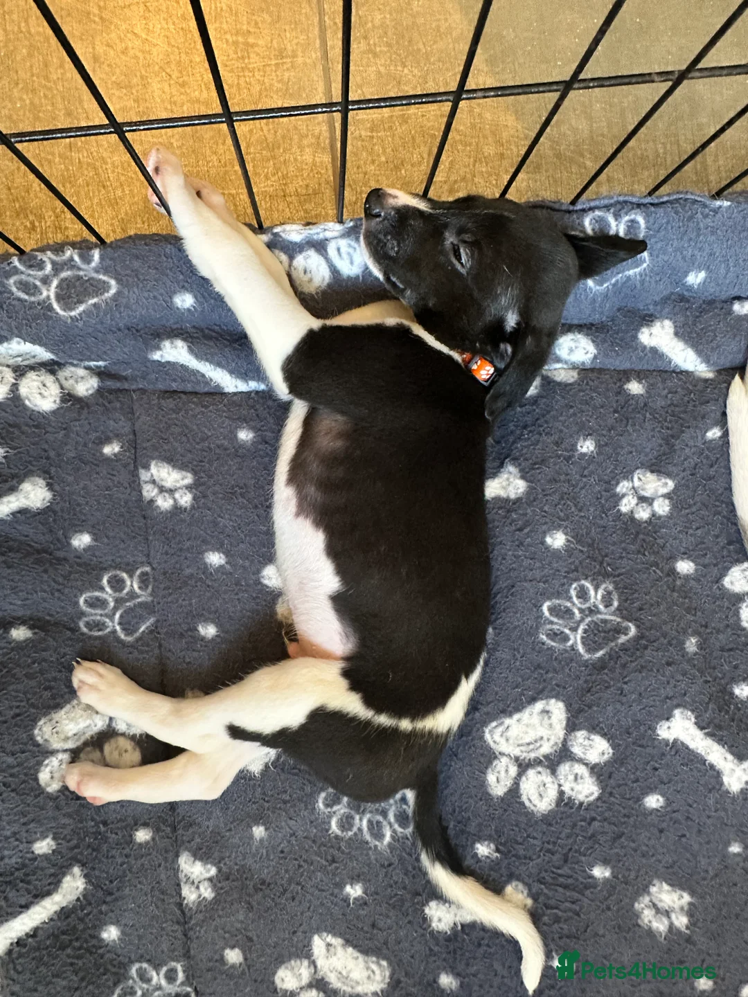 Whippet dogs for sale: KC registered whippet puppies  - Advert 15