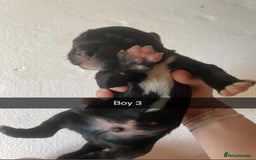 Mixed Breed dogs for sale: Border Collie Cocker puppies - Image 9