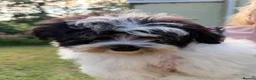 Havanese dogs for sale: Exquisite Havanese Puppies Boys and Girls  - Advert 4