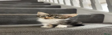 Tabby boy
