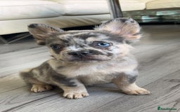French Bulldog dogs for sale: Quality health clear fluffy French bulldogs  - Image 7