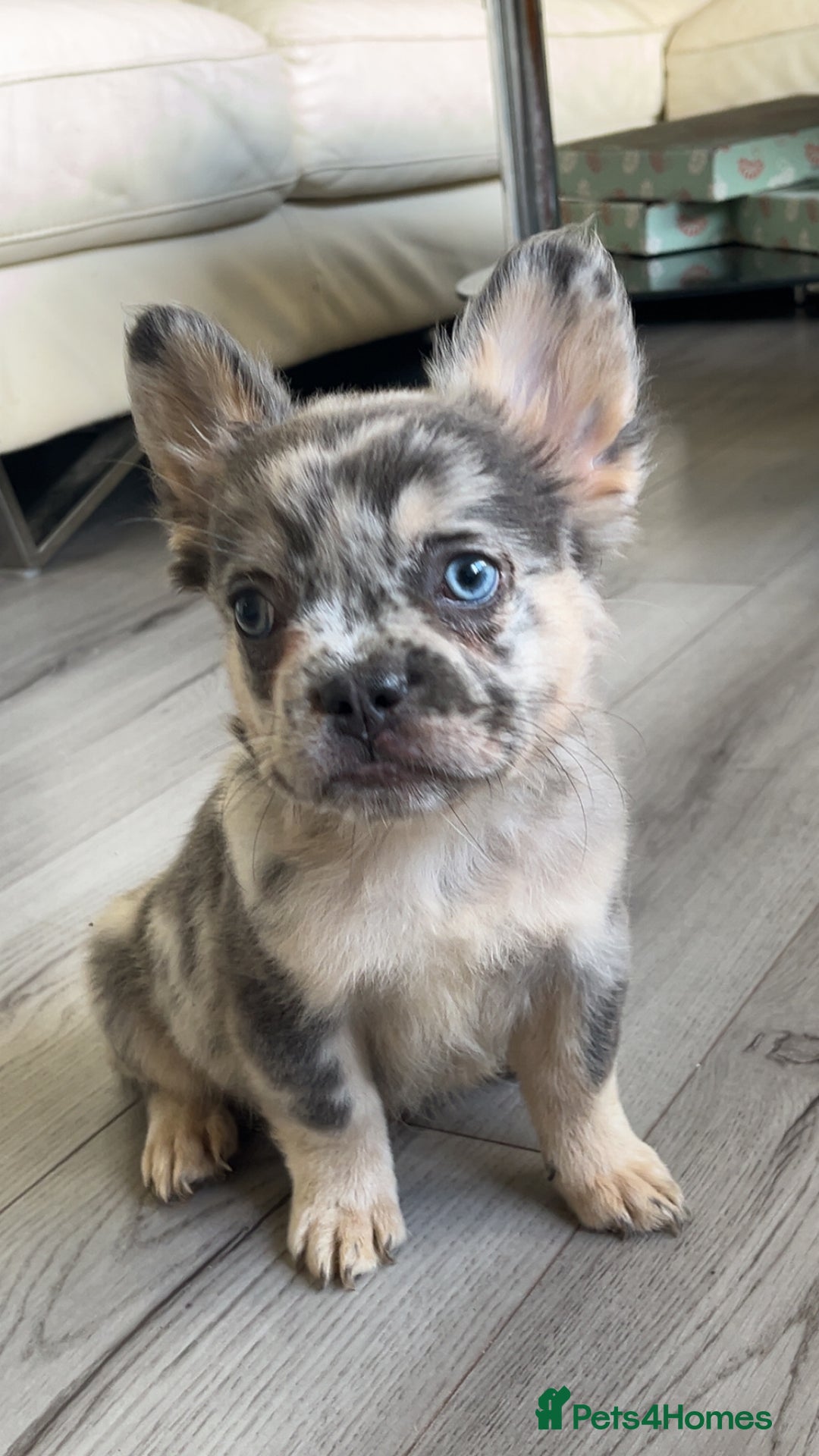 French Bulldog dogs for sale: Quality health clear fluffy French bulldogs  - Image 7