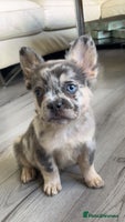 French Bulldog dogs - Advert 11