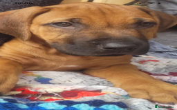 Rhodesian Ridgeback dogs for sale: KC reg chunky handsome pups - Image 11