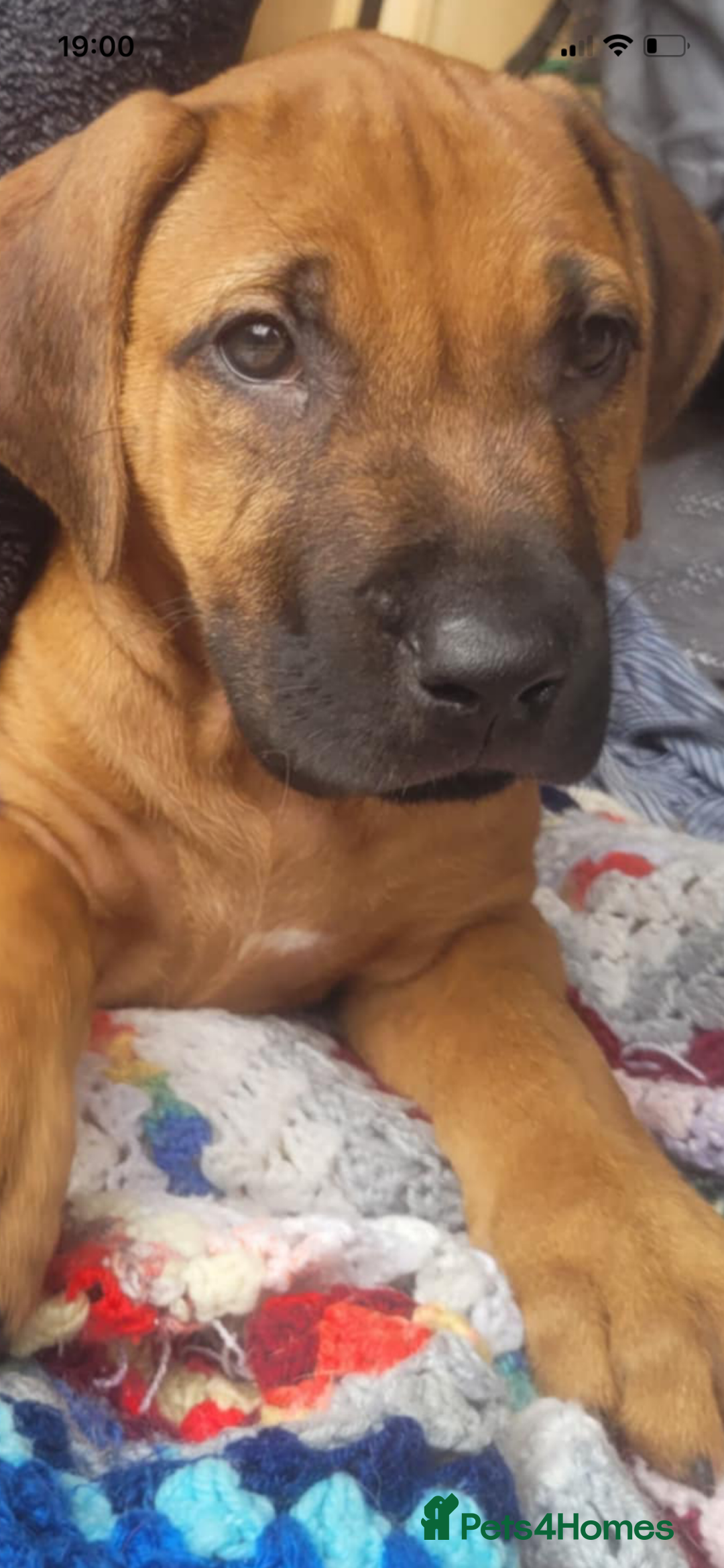 Rhodesian Ridgeback dogs for sale: KC reg chunky handsome pups - Image 11