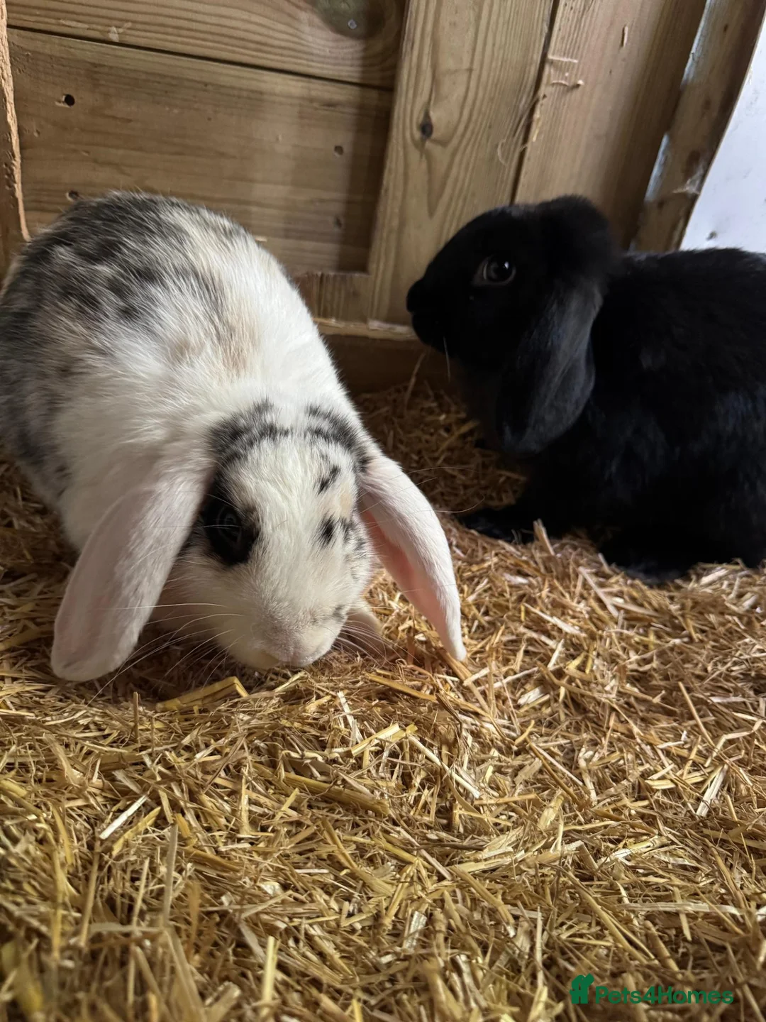 Mini Lop rabbits for sale: Two Male Mini Lops (16 Wks) - Fully Vaccinated in Slough - Advert 1