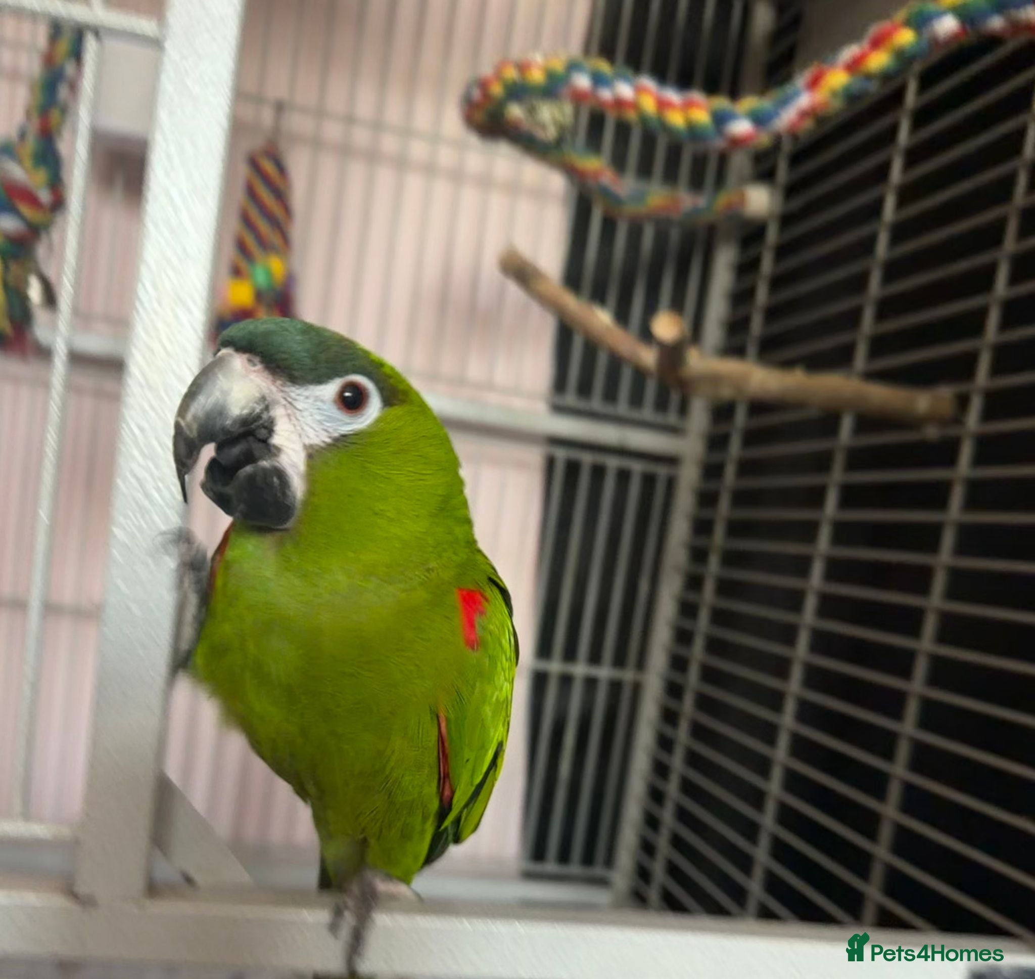 Macaws birds Red Shouldered Hahns Macaw - Advert 1