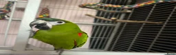 Macaws birds for sale: Red Shouldered Hahns Macaw in Bilston - Advert 1