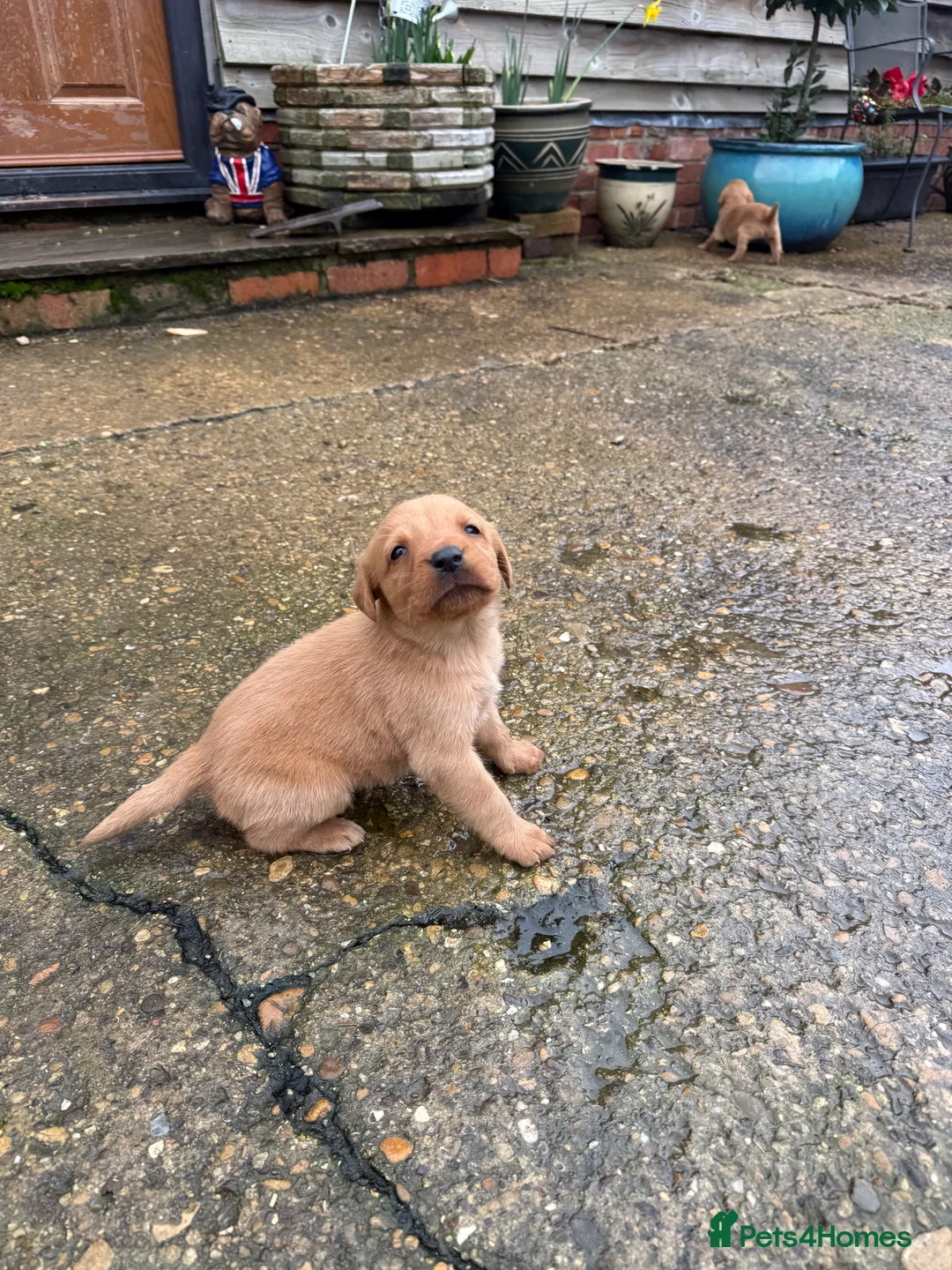 Labrador Retriever dogs for sale: Working Labrador's for sale.   - Advert 6