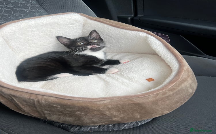 Domestic Shorthair cats - Advert 1