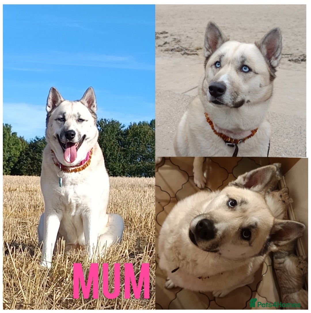 Huskita dogs for sale: Husky x puppy  - Image 12