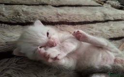 Bengal cats for sale: Stunning pure Bengal Kittens - Image 14