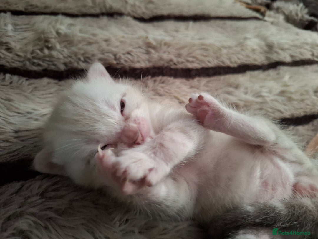 Bengal cats for sale: Stunning pure Bengal Kittens - Image 14