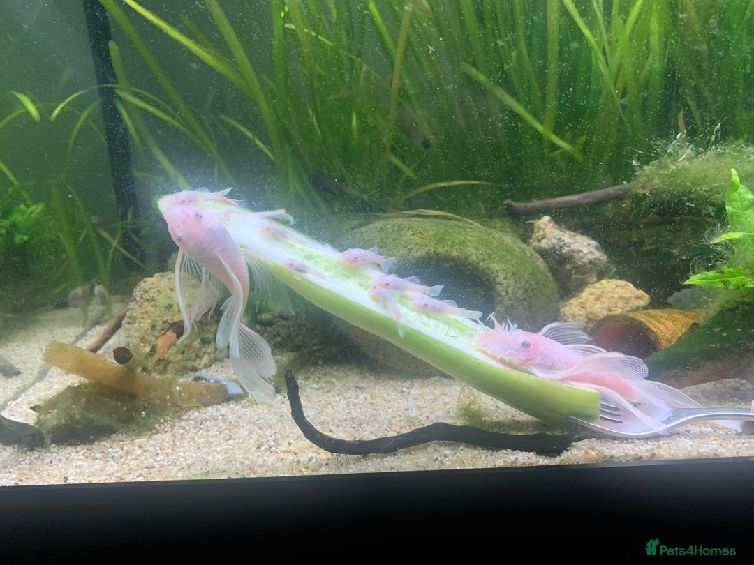 Catfish fish for sale: Snow White shortfin plecos 2.5cm+ - Image 2