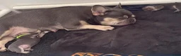 French Bulldog dogs for sale: Stunning 3rd generation French Bulldog puppies - Advert 20