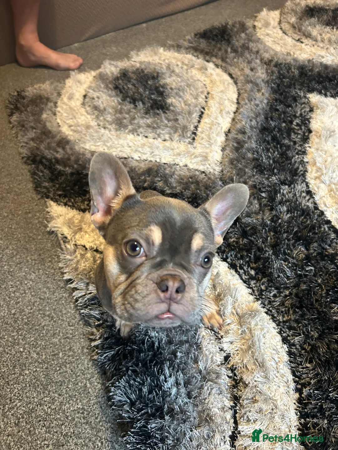 French Bulldog dogs for sale: Stunning 6 month girl Frenchie - Advert 3