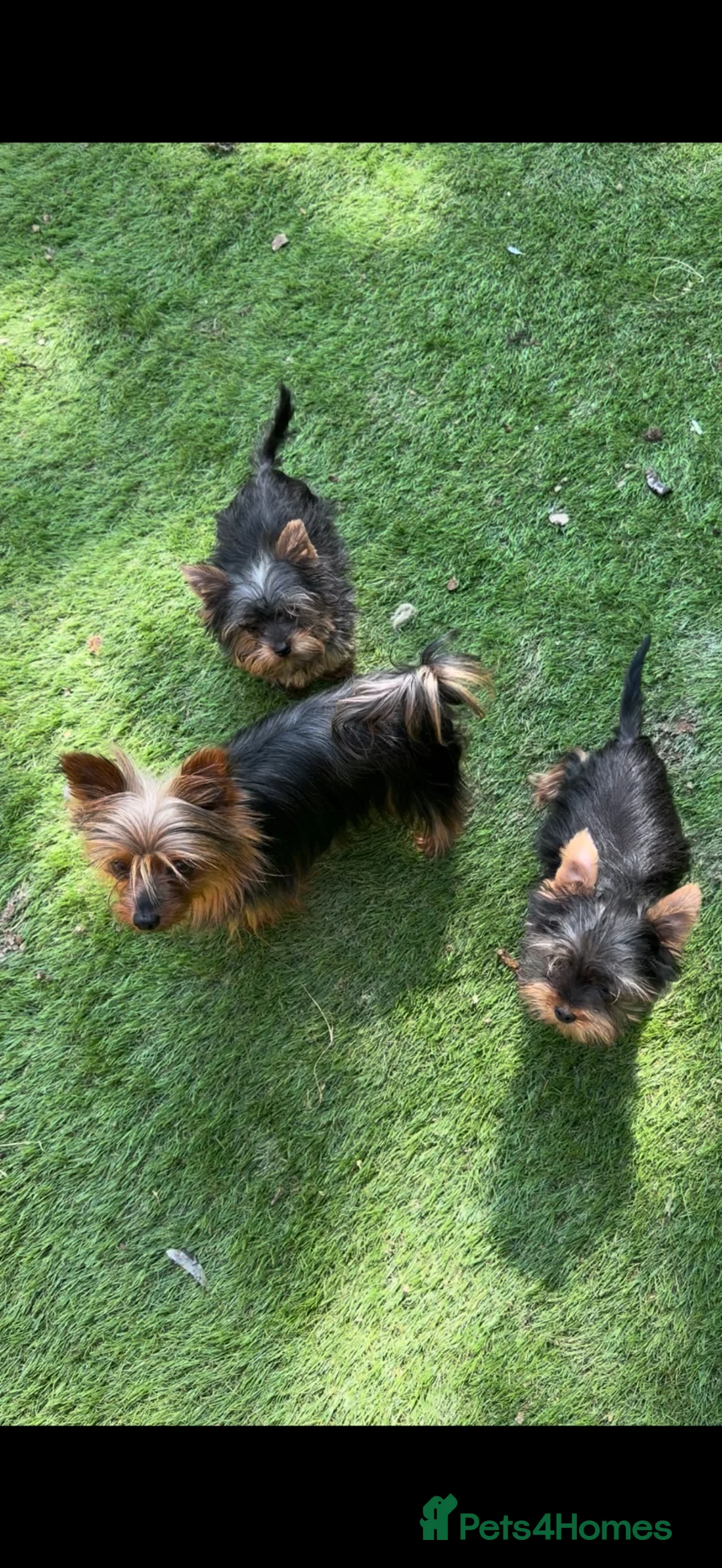 Yorkshire Terrier dogs for sale: Beautiful KC Registered Yorkshire Terrier Males - Advert 2