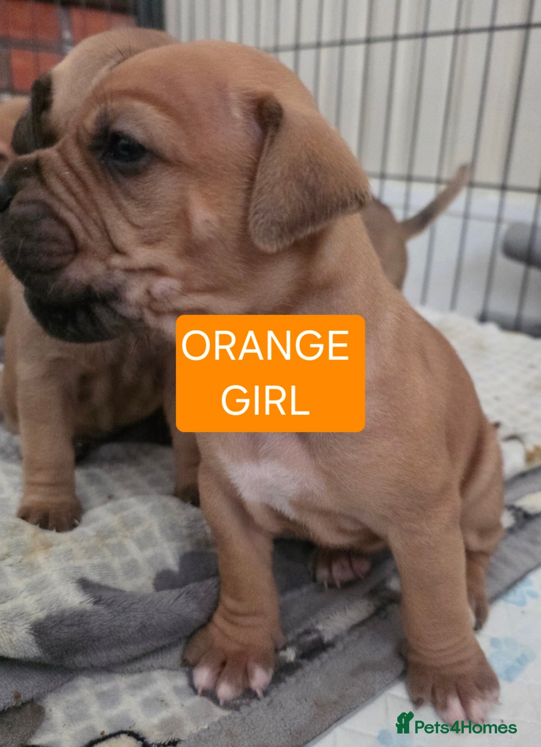 Mixed Breed dogs for sale: Adorable Bull Bordeaux Puppies  - Advert 5