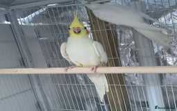 Cockatiels birds for sale: Cockatiel birds - Image 15