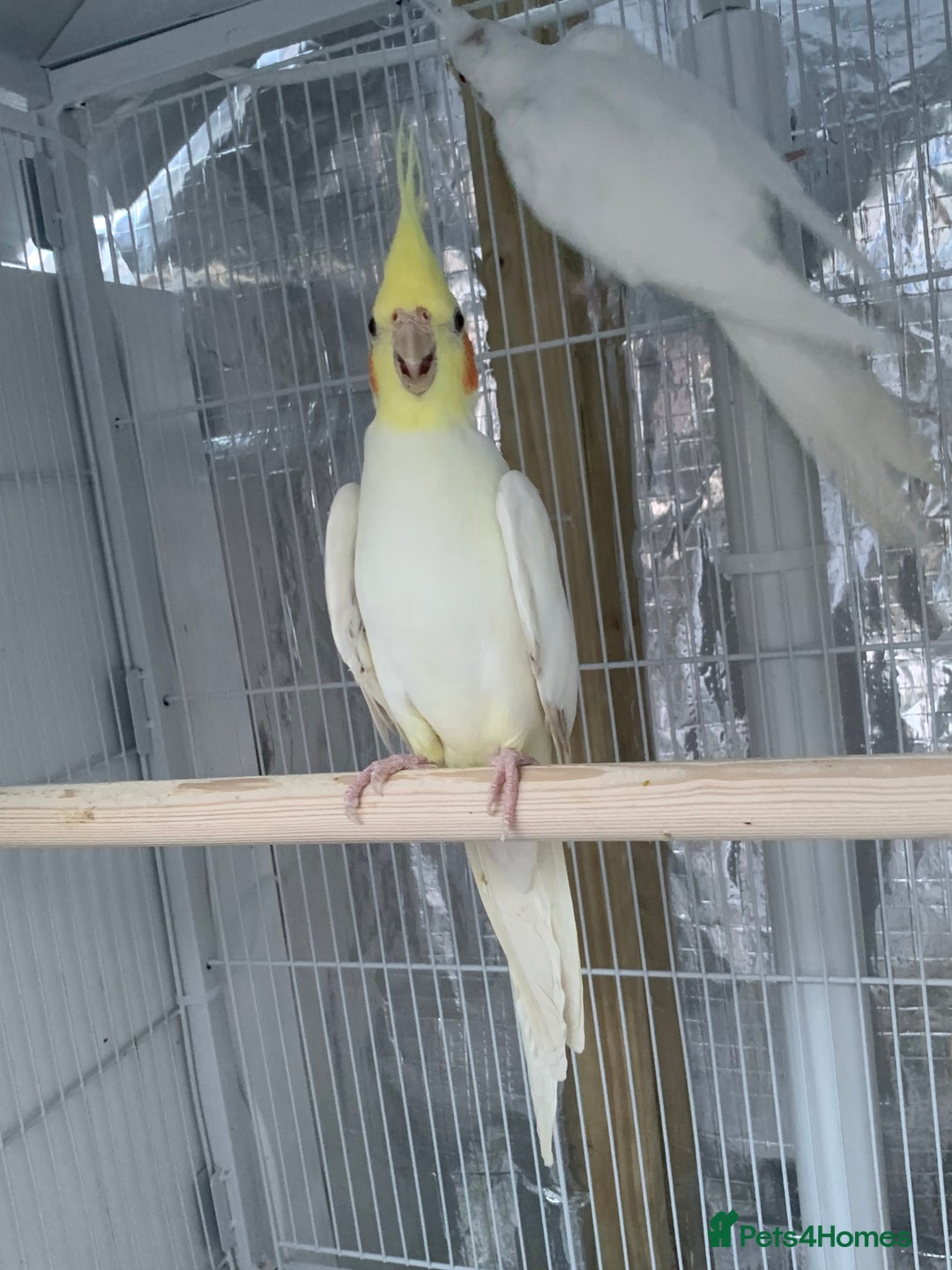 Cockatiels birds for sale: Cockatiel birds - Image 15