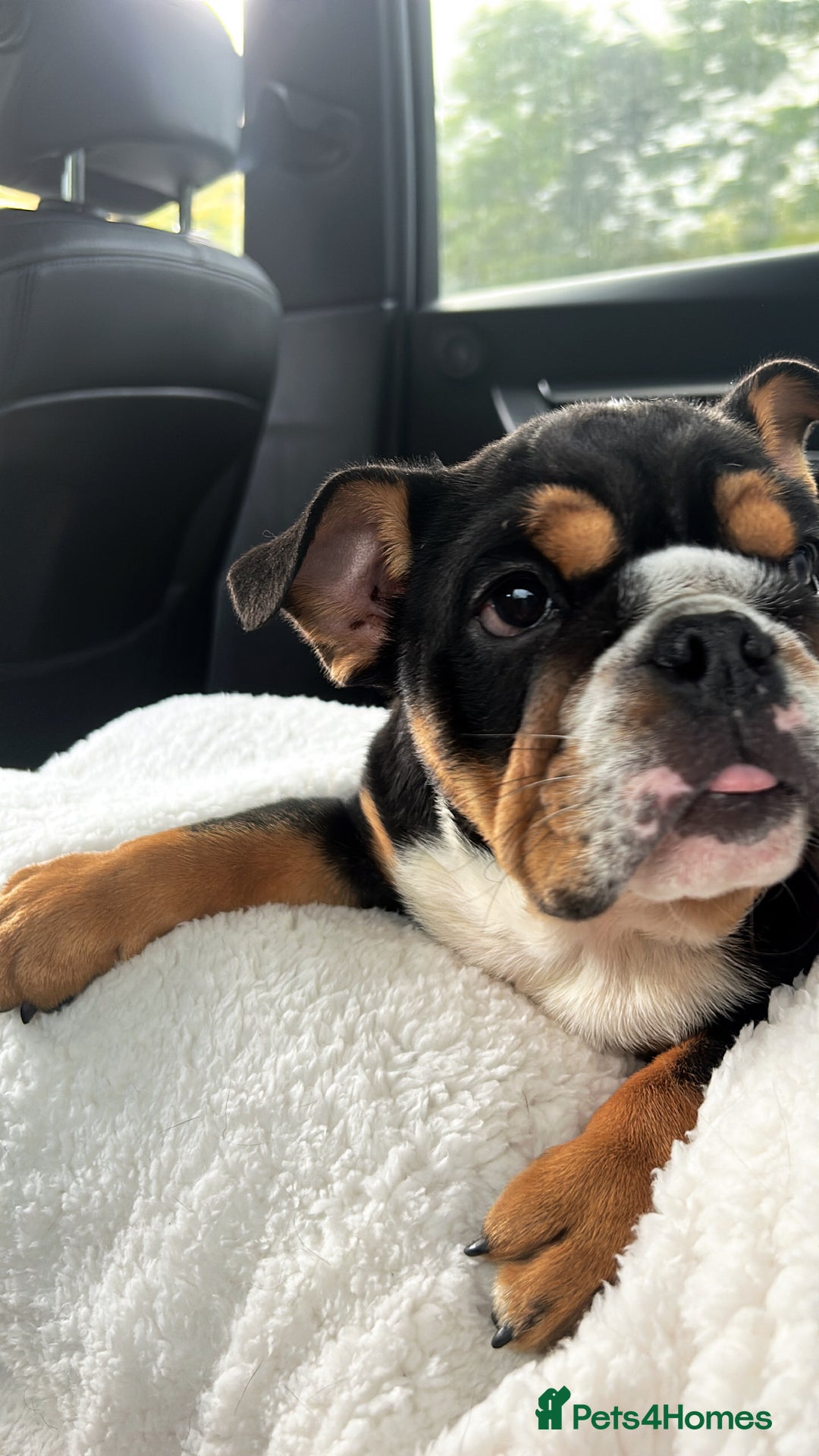 English Bulldog dogs for stud: Stud English Bulldog - Image 11