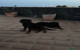 Rottweiler dogs for sale: 3 and a half year old Rottweiler - Image 11