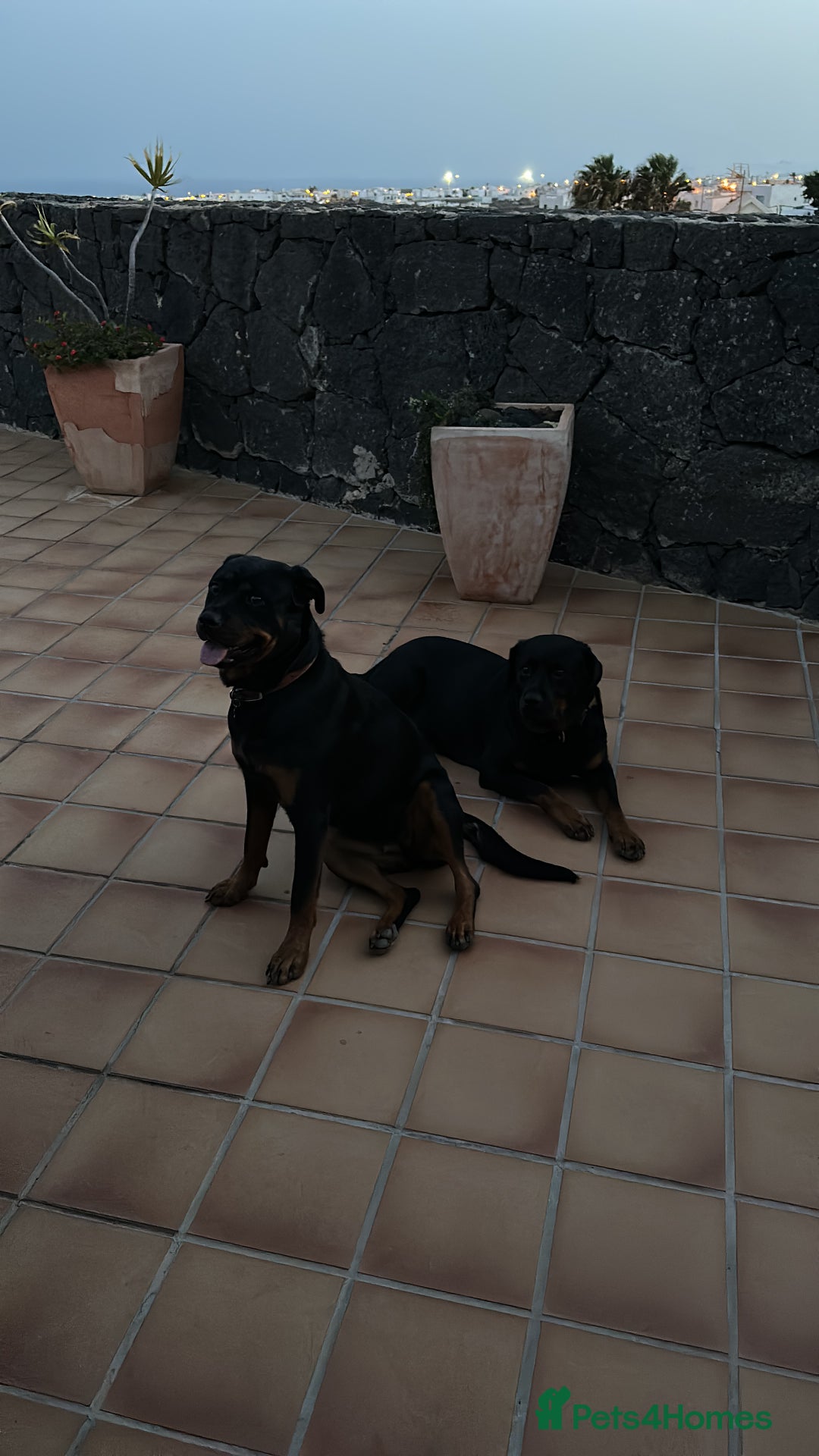 Rottweiler dogs for sale: 3 and a half year old Rottweiler - Image 11