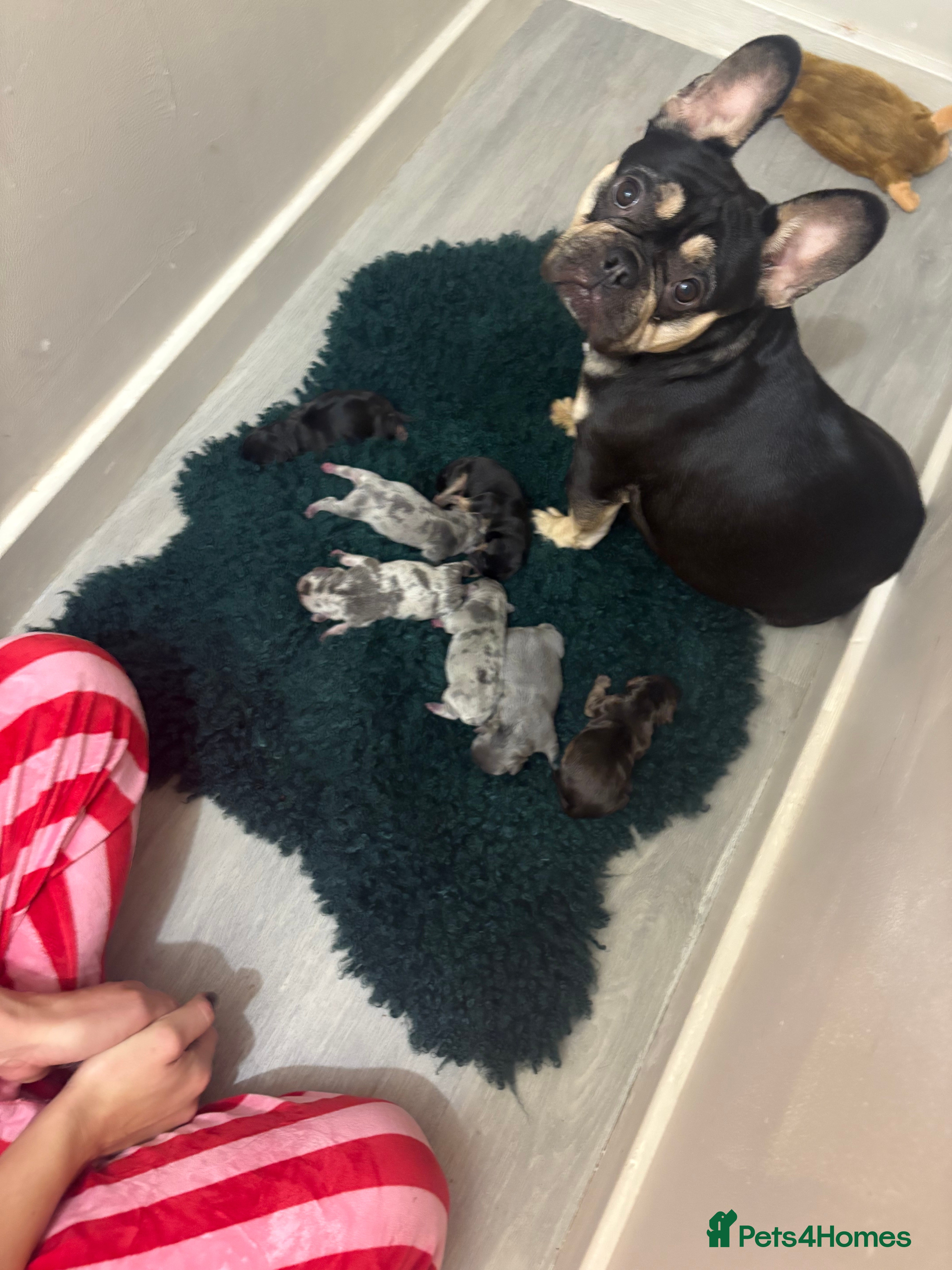 French Bulldog dogs Unique litter! - Advert 1