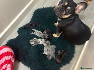 French Bulldog dogs Unique litter! - Advert 1