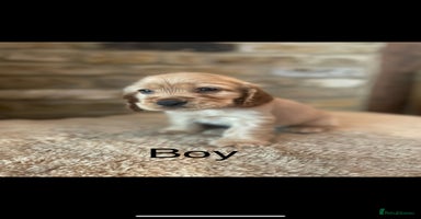Cocker Spaniel dogs - Advert 1