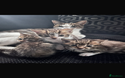 Mixed Breed cats for sale: Female kitten  - Image 1