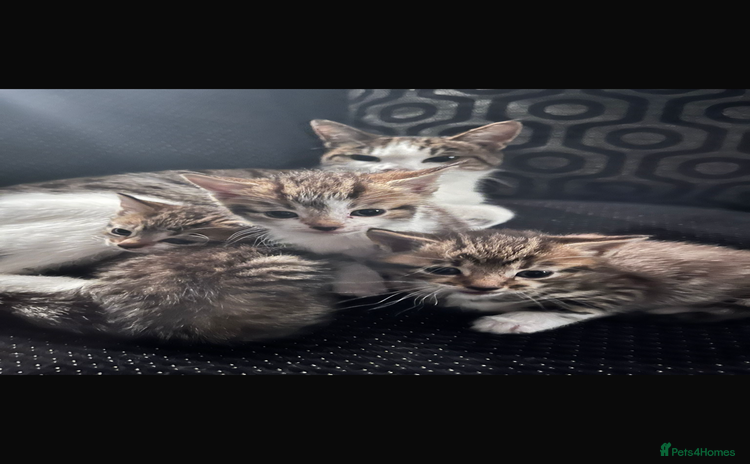 Mixed Breed cats - Advert 1