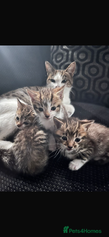 Mixed Breed cats - Advert 1