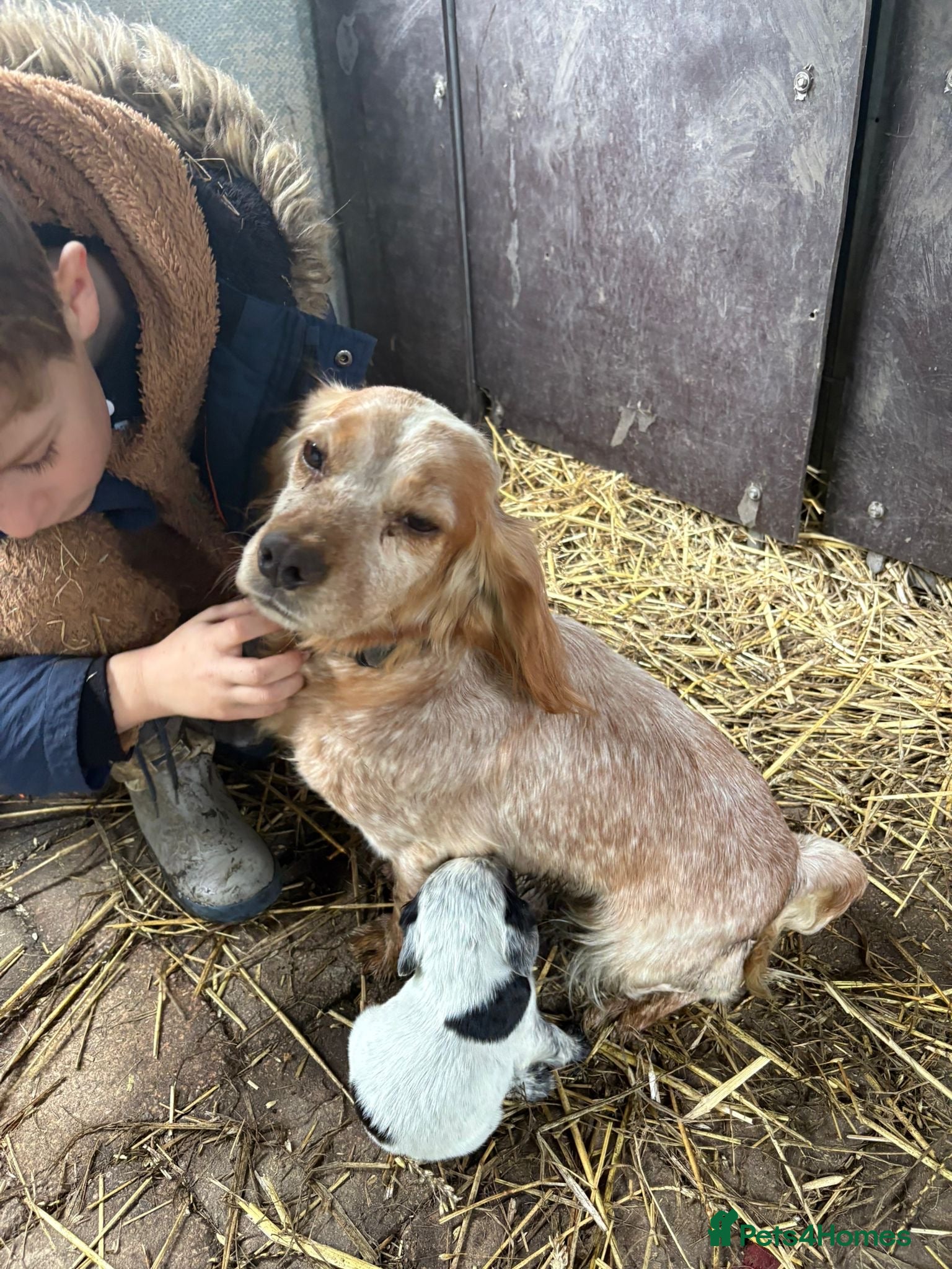Cocker Spaniel dogs Beautiful cocker spaniel puppies - Advert 18