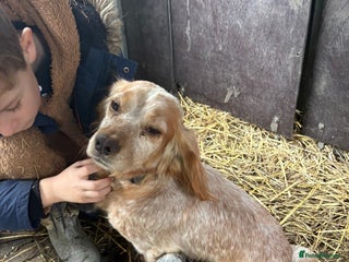 Cocker Spaniel dogs Beautiful cocker spaniel puppies - Advert 1