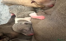Italian Greyhound dogs for sale: Italian Greyhounds 5 Star Licensed Breeder - Image 4