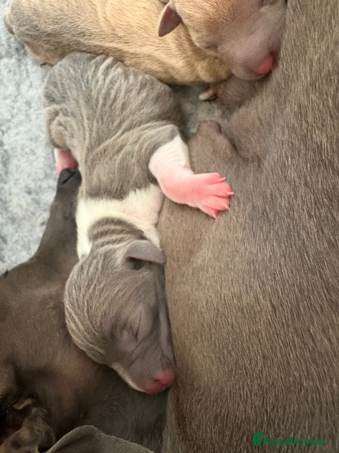 Italian Greyhound dogs for sale: Italian Greyhounds 5 Star Licensed Breeder - Image 4
