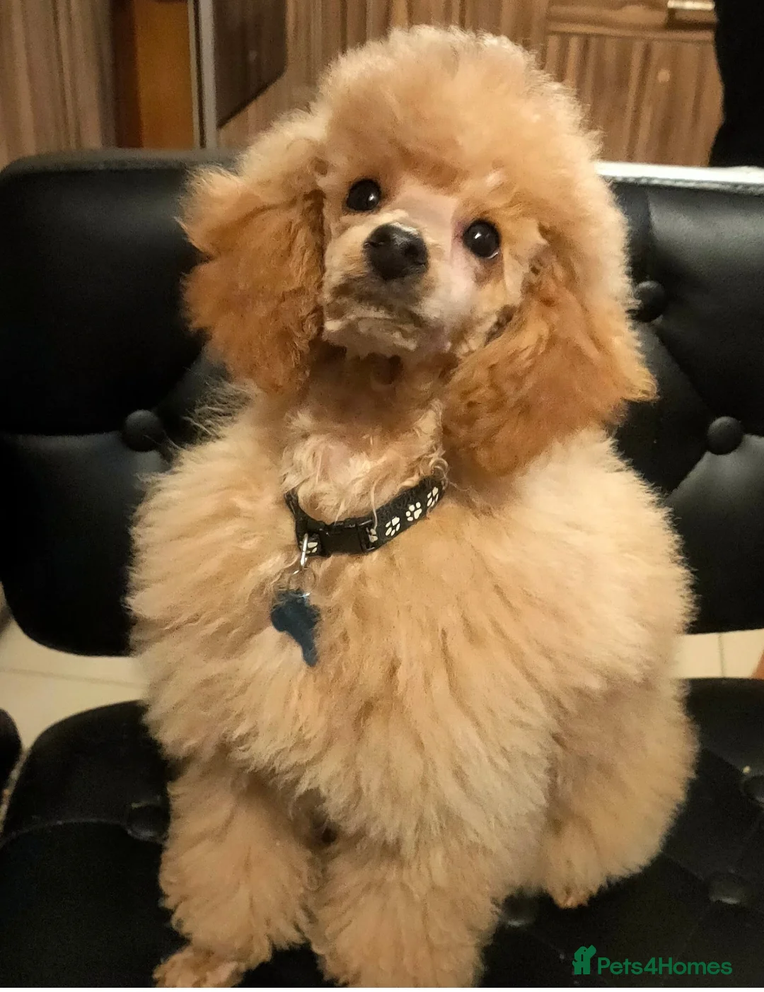 Toy Poodle dogs for sale: Toy poodle pups - Advert 3