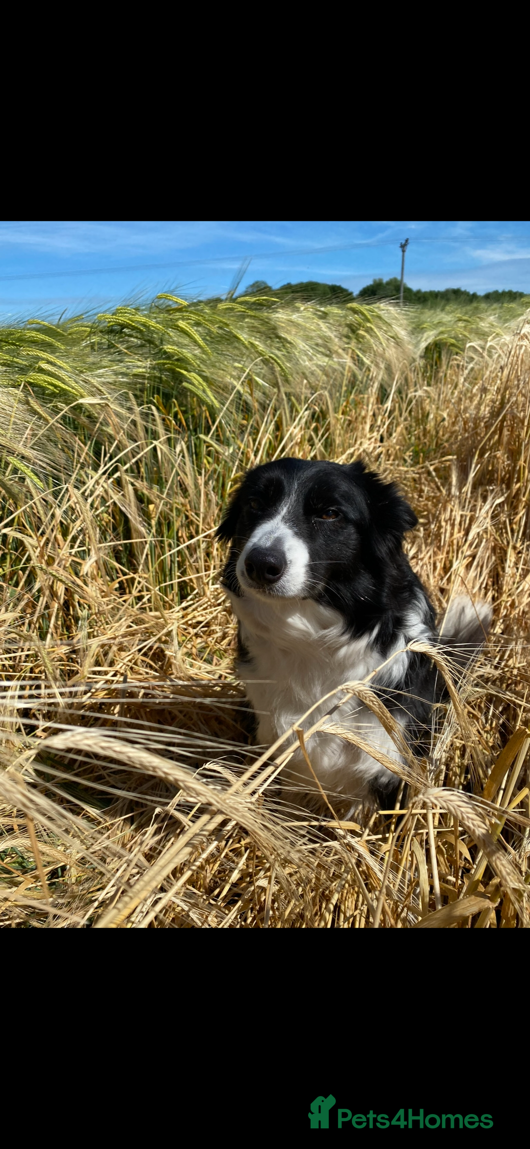 Border Collie dogs for sale: Border Collie for adoption  - Advert 1